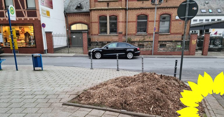 Fällung eines alten Baumes mitten in Pfaffendorf hätte verhindert werden können