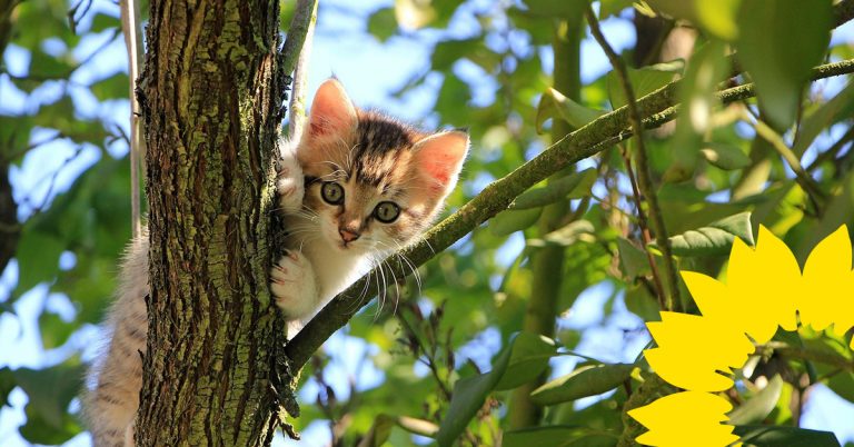 Stadtrat befürwortet Initiative der GRÜNEN Ratsfraktion zur Katzenschutzverordnung