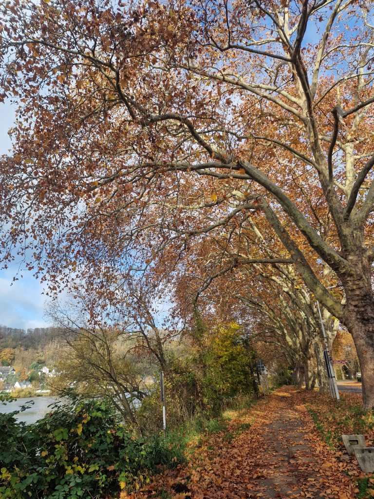 PM: Grüne zum Ausbau des Radwegs in Moselweiß