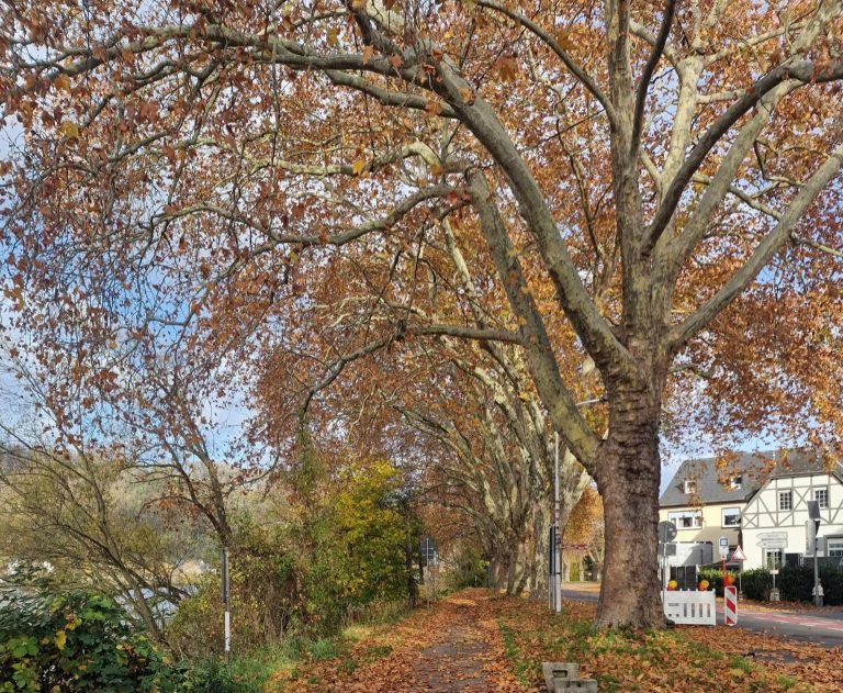 PM: Grüne zum Ausbau des Radwegs in Moselweiß