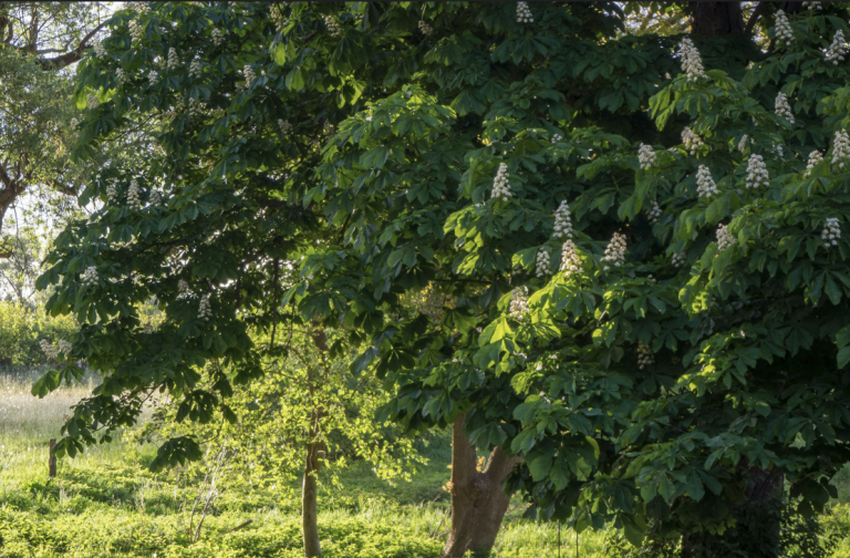 Grüne, SPD und Die Linke-PARTEI. wenden sich gegen Abschaffung der Baumschutzsatzung