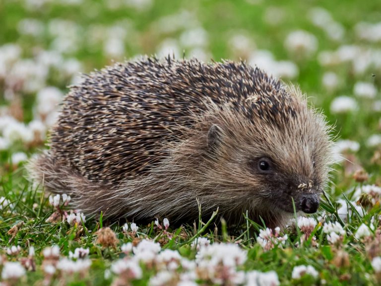GRÜNE begrüßen Infokampagne der Verwaltung zum Igelschutz